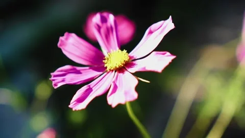 Beautiful flower close-up. Beautiful frames in the garden. Vídeos de archivo 136099670