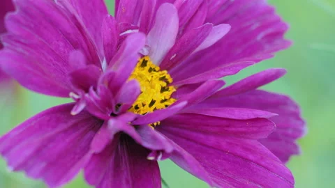 Beautiful flower, close-up on blurred background Stock Footage 163660345