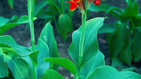 Beautiful Flower close up Stock Footage 137506486