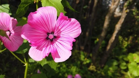 Beautiful flower close up with insect Stock Footage 115586919