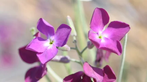 Beautiful Flower Closeup Stockbeeldmateriaal 457339
