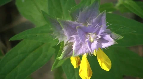 Beautiful Flower Closeup Stock Footage 7759848