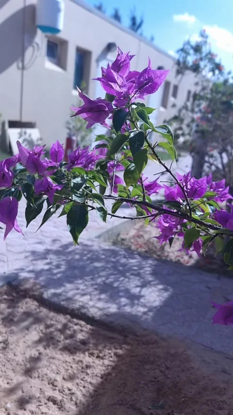 A Beautiful Flower Dancing in the Breeze Stock Footage 321728893