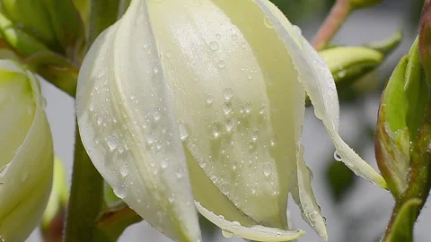 Beautiful flower with dew drops Stock Footage 311442853