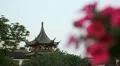 Beautiful Flower Establishing Shot Confucius Temple Pagoda Nanjing Buddhist Day HD Footage