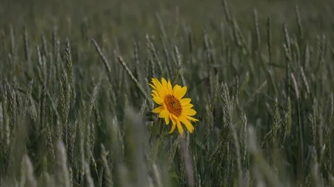 Beautiful flower in field 스톡 동영상 121942210