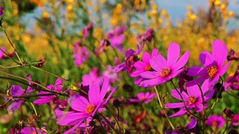 Beautiful Flower field. Stock Footage 246526163