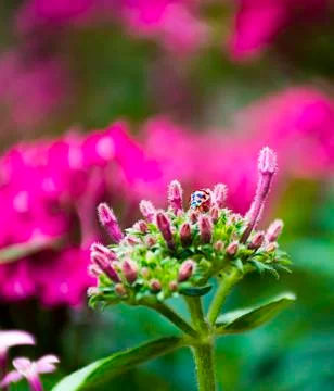 Beautiful Flower Flowers Appear On Top of A Plant Seed Looking For Nectar Gather Stock Photos