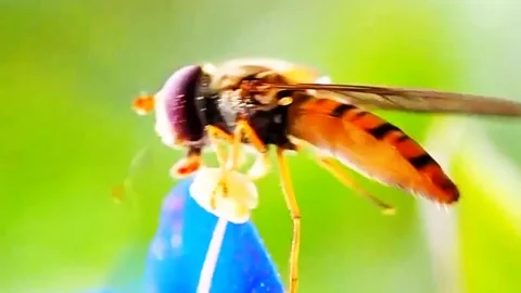 Beautiful flower fly Stock Footage 303638556