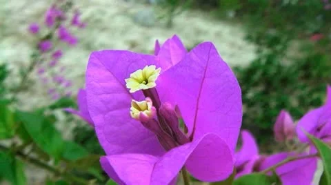 Beautiful flower Stock Footage 10804522