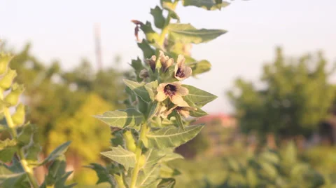 A beautiful flower. Stock-Footage 35636011