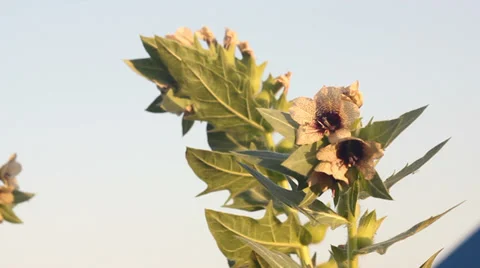 A beautiful flower. Video stock 35636326