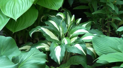 Beautiful flower Stockbeeldmateriaal 39719068