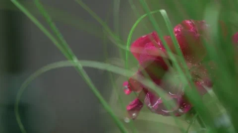 Beautiful Flower Видео 50942077