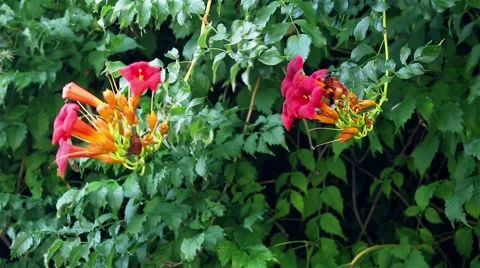 Beautiful flower Stock Footage 60843820