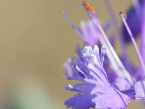 Beautiful flower Stock Footage 76022106