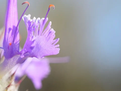 Beautiful flower Stock Footage 76022138