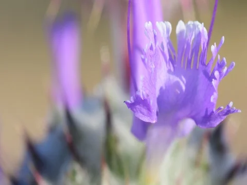 Beautiful flower Stock Footage 76022161