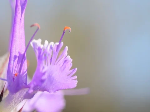 Beautiful flower 스톡 동영상 76245428