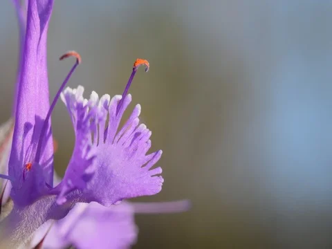 Beautiful flower Stock Footage 76247350