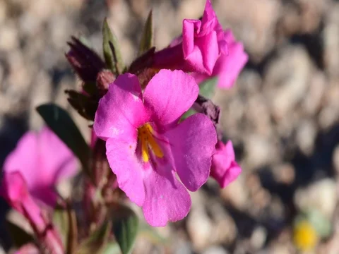 Beautiful flower Stock Footage 76249976