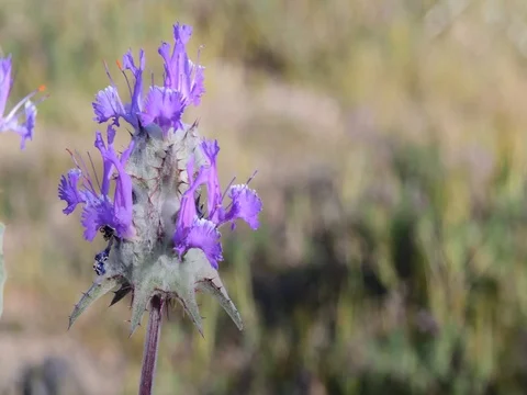 Beautiful flower Stock Footage 76250407