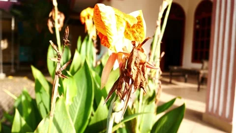 Beautiful flower Stock Footage 155055559