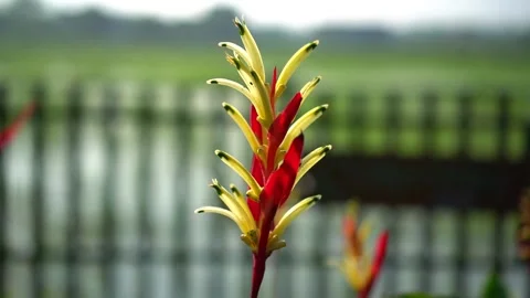 Beautiful flower Stock Footage 160086092