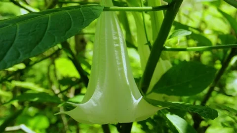Beautiful flower Stock Footage 162780994