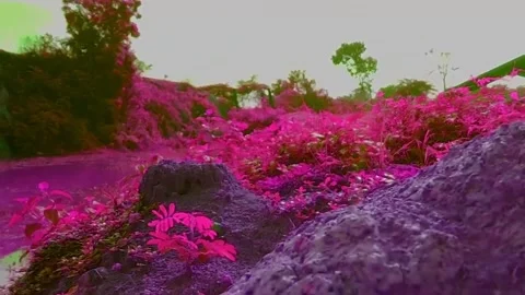 Beautiful flower Stock Footage 169258549