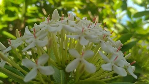 Beautiful flower Stock Footage 205867991
