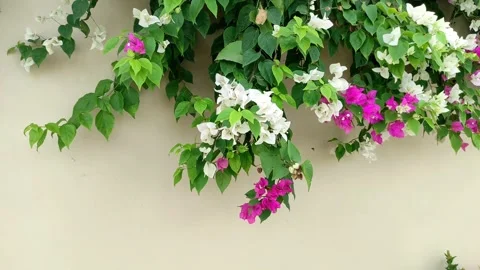 Beautiful flower Stock Footage 212059709