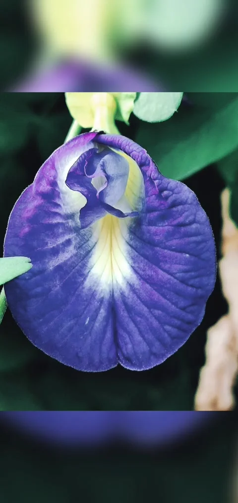 Beautiful flower Stock Footage 212564861