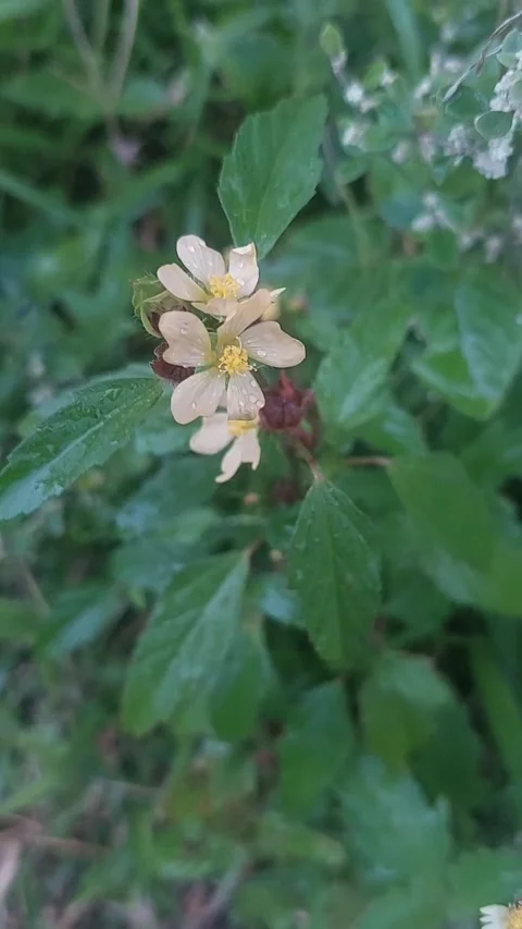 Beautiful flower Vidéo 217679394