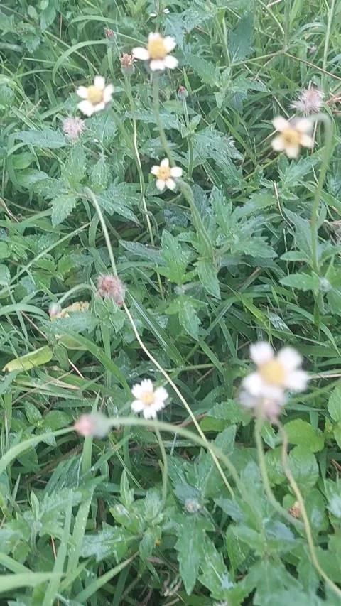 Beautiful flower Vidéo 217679629