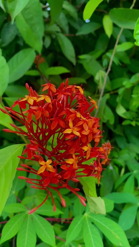 Beautiful flower 库存影片 218418880