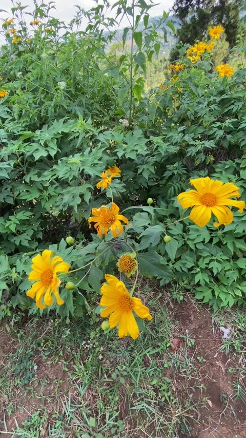 Beautiful flower Video stock 220043658