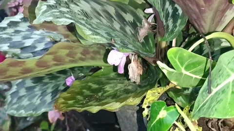 Beautiful flower 動画素材 221427279