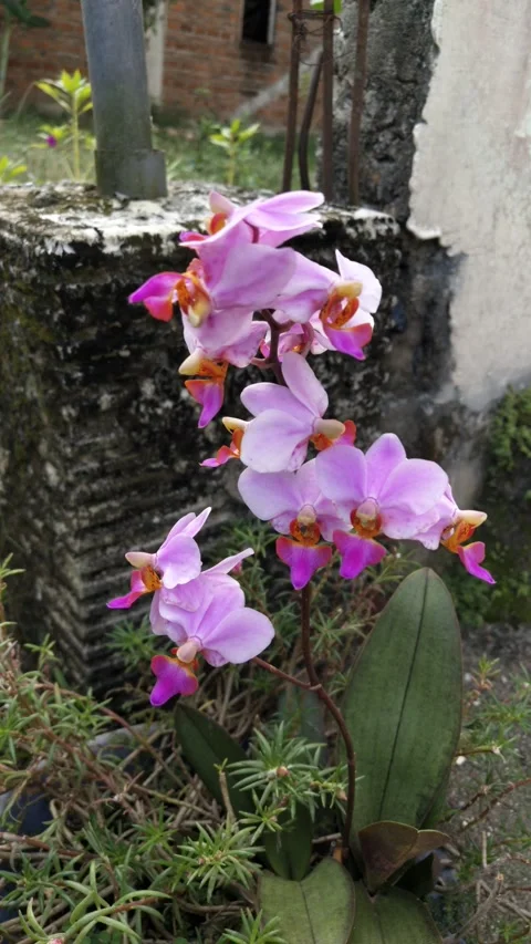 Beautiful flower Video stock 243715152