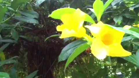 Beautiful Flower Stock Footage 244788230