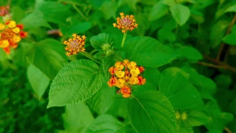 Beautiful flower Video stock 283345906