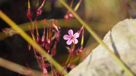 Beautiful flower Stock Footage 318792806