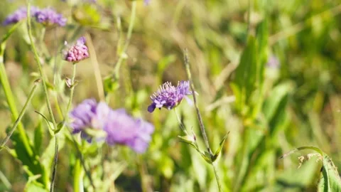 Beautiful flower Stock Footage 318792813
