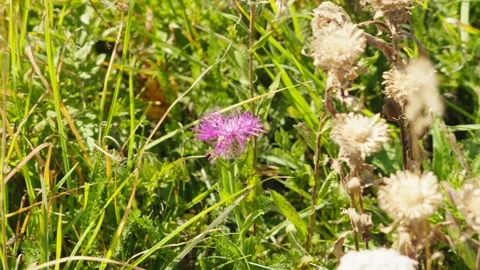 Beautiful flower Stock Footage 318792816