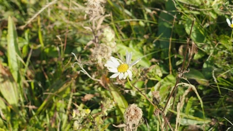 Beautiful flower Stock Footage 318792818