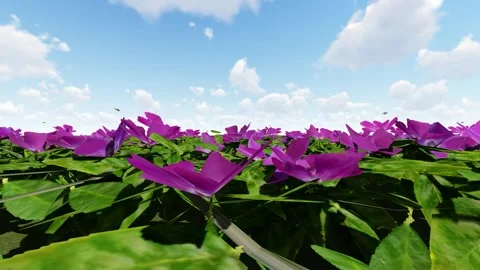 Beautiful Flower Stock Footage 339089131