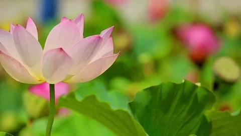 Beautiful Flower Garden Stock Footage 218481674