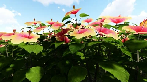 Beautiful Flower Garden Stock Footage 337549318