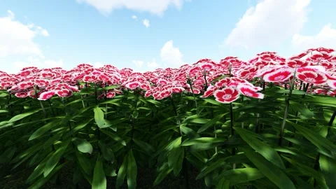 Beautiful Flower Garden Stock Footage 338342945