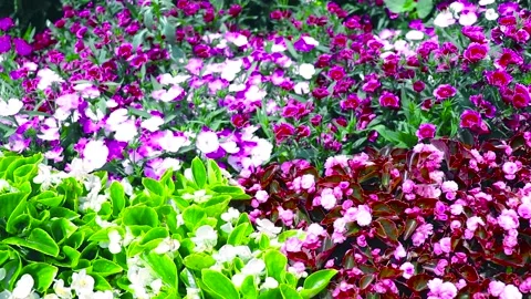 Beautiful Flower Garden With Various Types Of Flowers And Plants Video stock 170154727